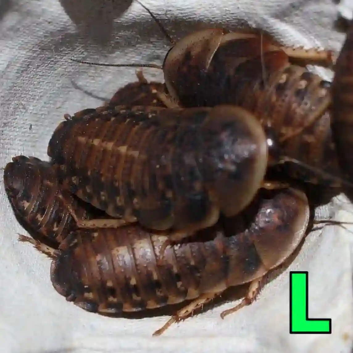 デュビアLサイズ（2.0～3.0cm）100匹【死着保証+10%】