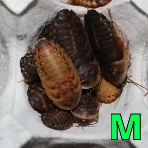 Mサイズデュビアのメイン写真