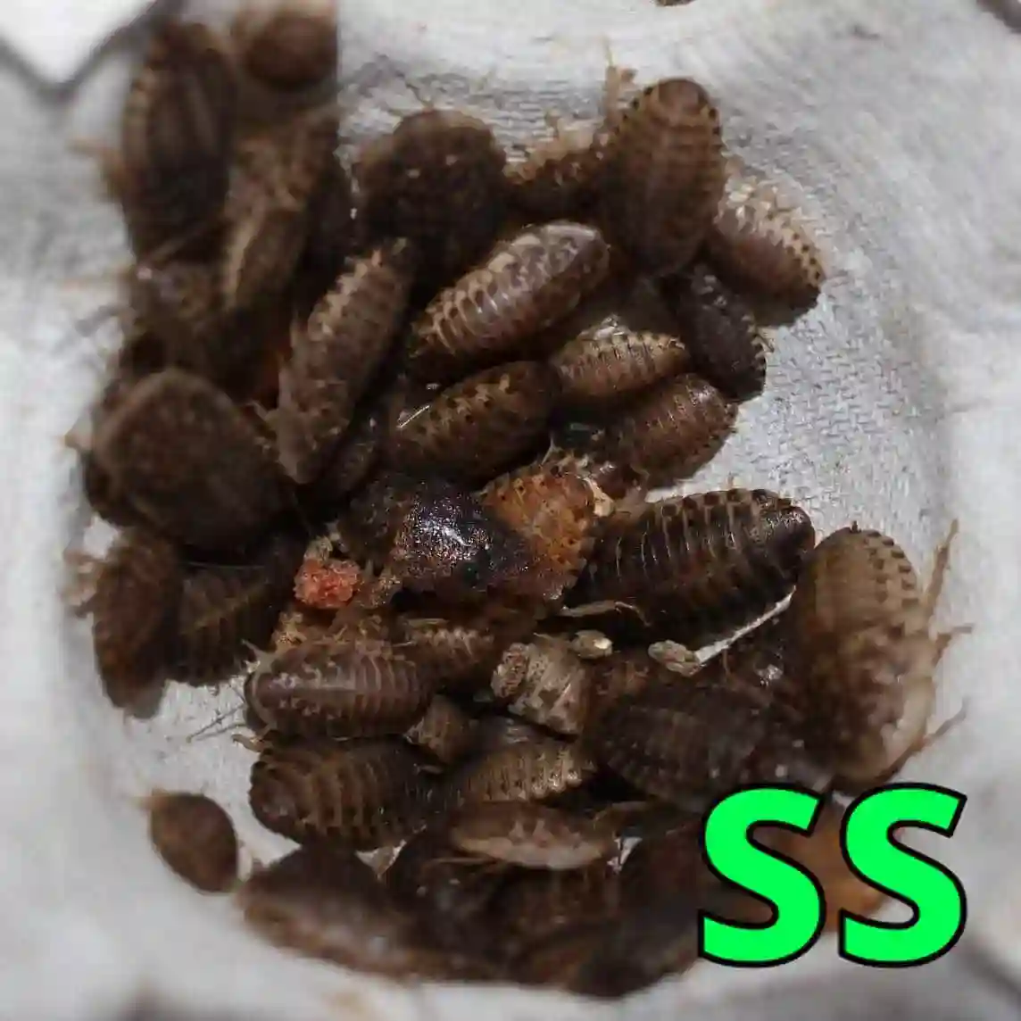 デュビアSSサイズ（1.0cm以下）100匹【死着保証+10%】