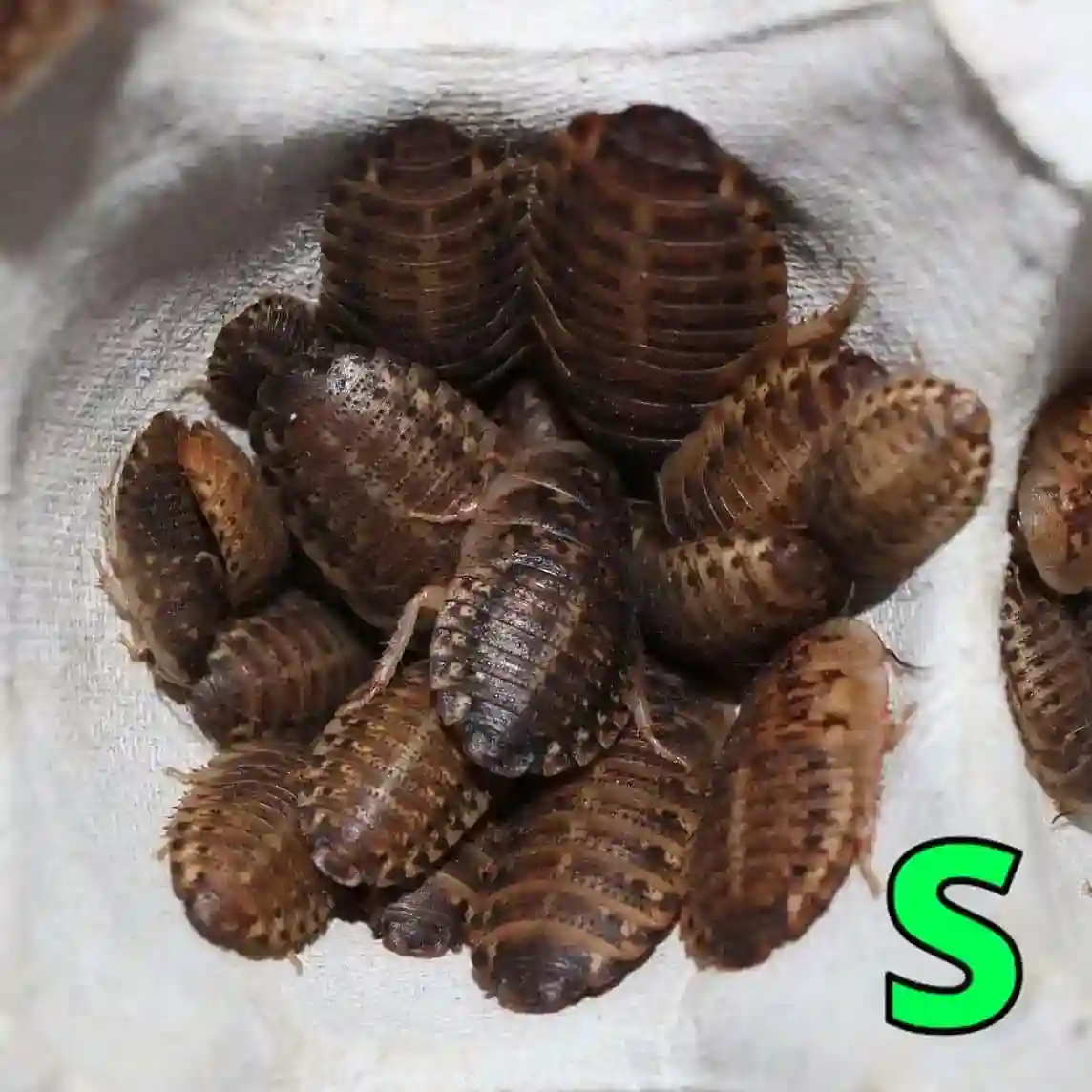 デュビアSサイズ（1.0～1.5cm）100匹【死着保証+10%】