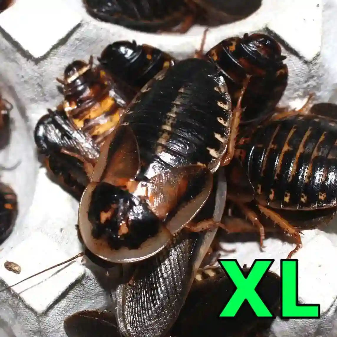 デュビアXL成虫サイズ（3.0～5.0cm）100匹【死着保証+10%】